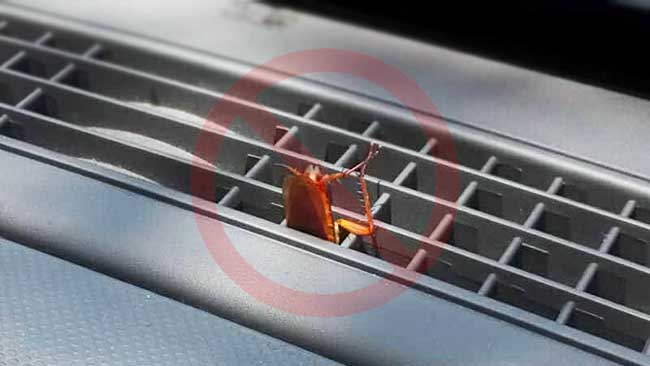 How to Get Roaches Out of Car (Useful Tips)